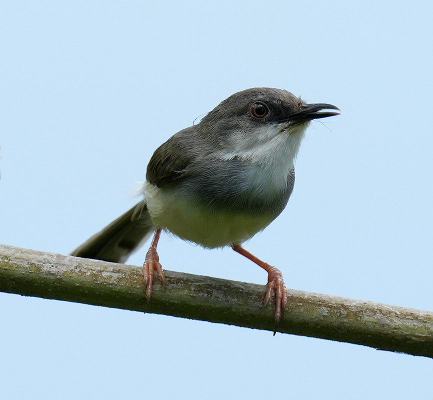 Gray-breasted Prinia - ML621067437