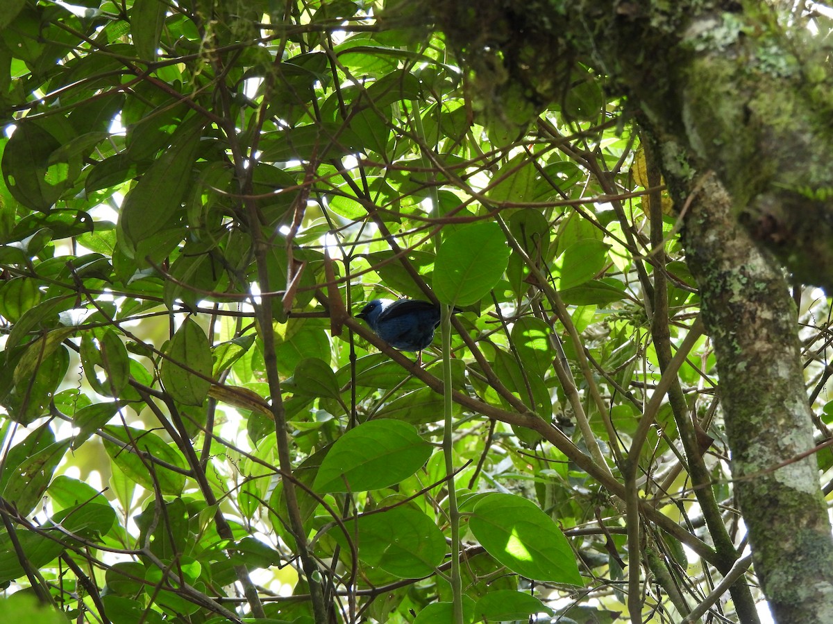 Blue-and-black Tanager - ML621067444