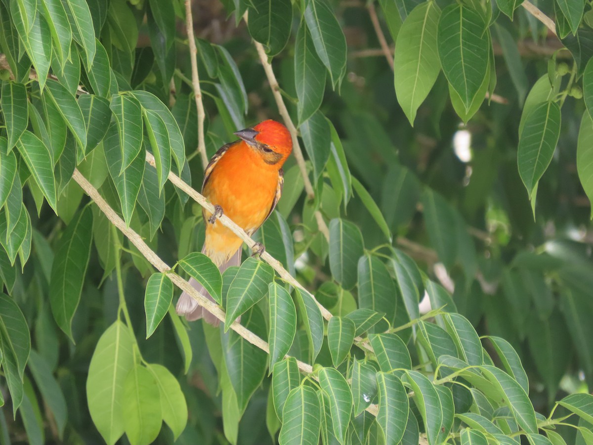 Flame-colored Tanager - ML621067445