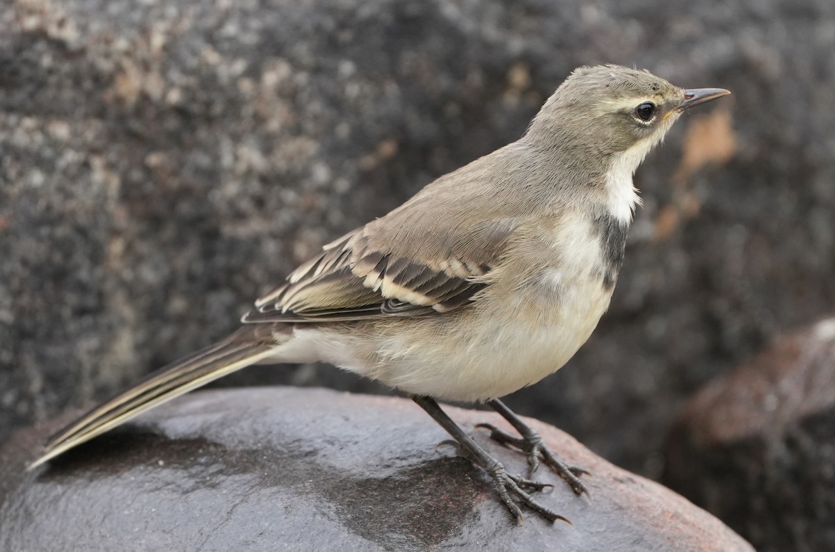 Cape Wagtail - ML621067477