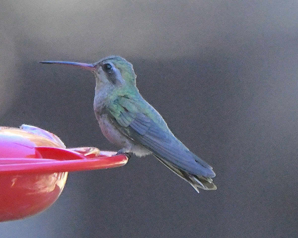 Broad-billed Hummingbird - ML621067499