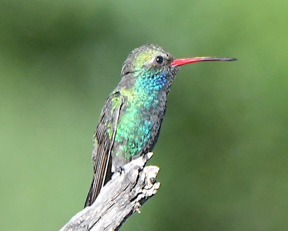 Broad-billed Hummingbird - ML621067501