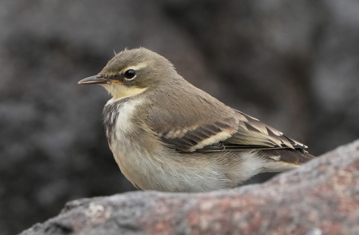Cape Wagtail - ML621067519
