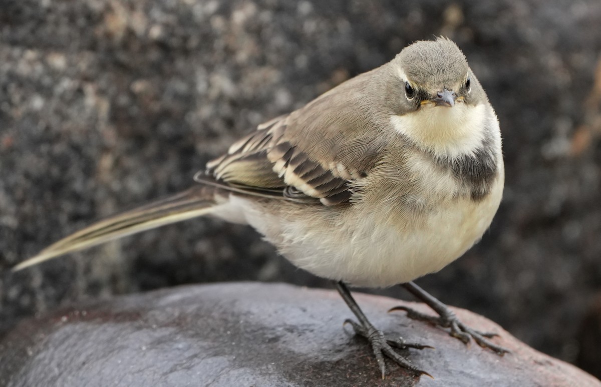Cape Wagtail - ML621067520