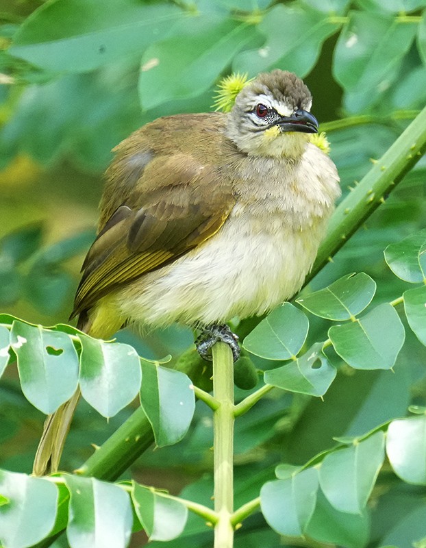 White-browed Bulbul - ML621067521