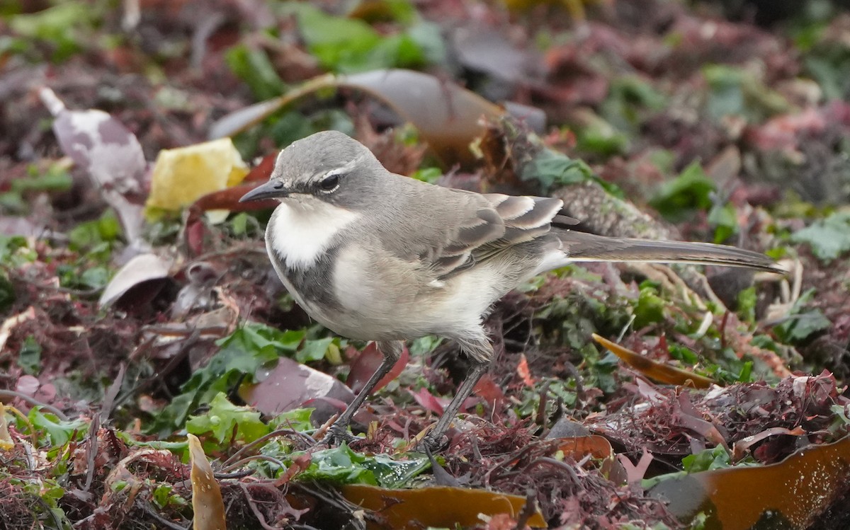 Cape Wagtail - ML621067522