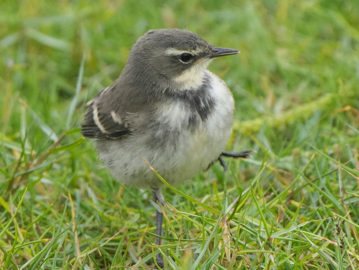 Cape Wagtail - ML621067523