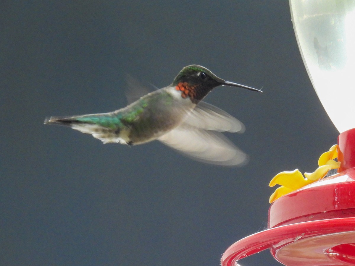 Ruby-throated Hummingbird - ML621067545