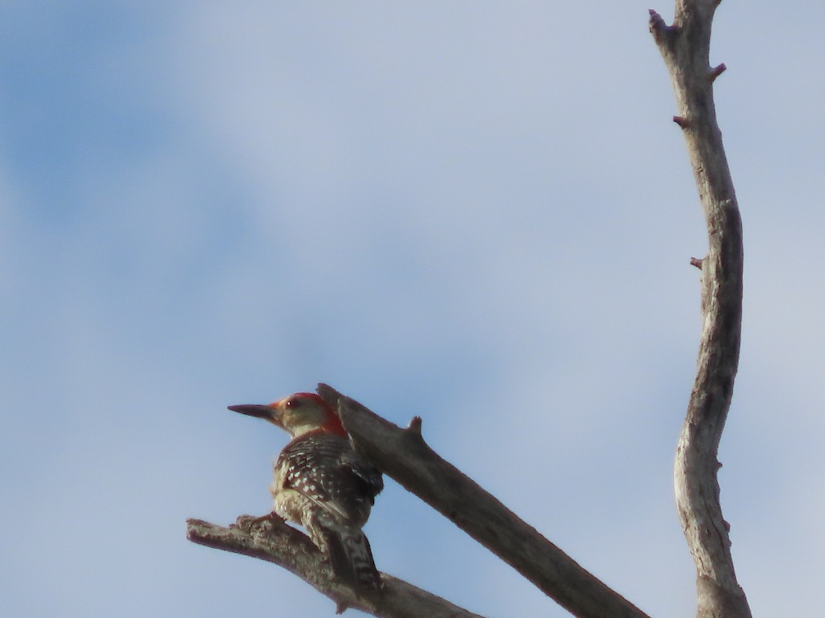 Red-bellied Woodpecker - ML621067560