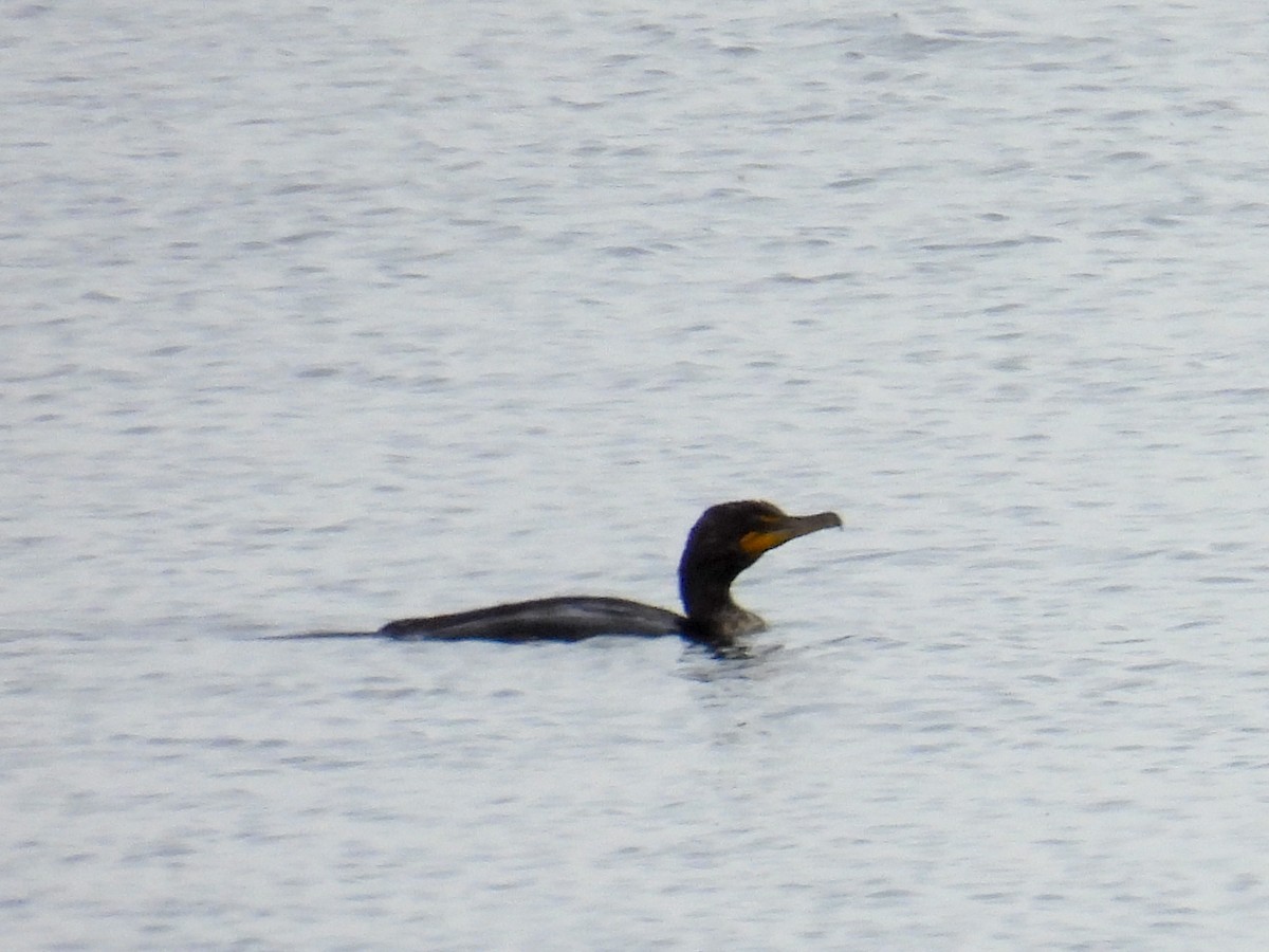 Cormorán Orejudo - ML621067567