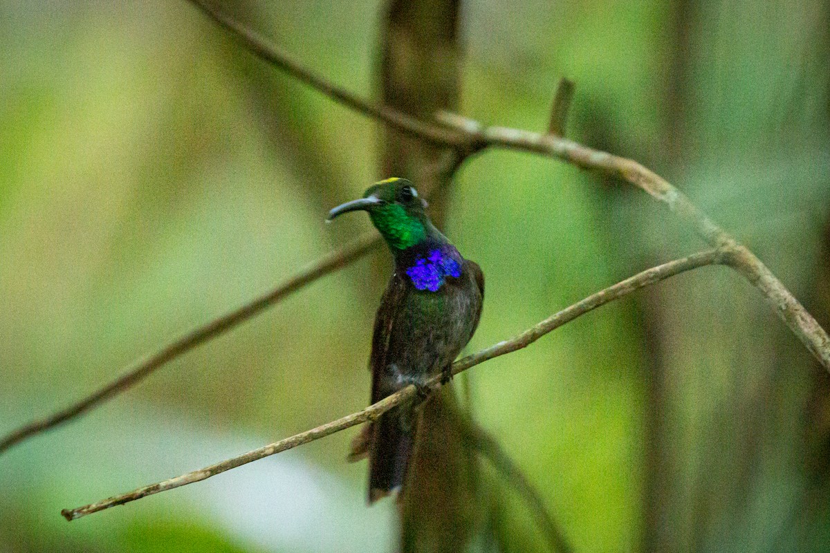 Violet-chested Hummingbird - Francisco Russo