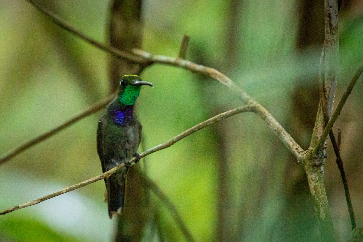 Violet-chested Hummingbird - ML621067577