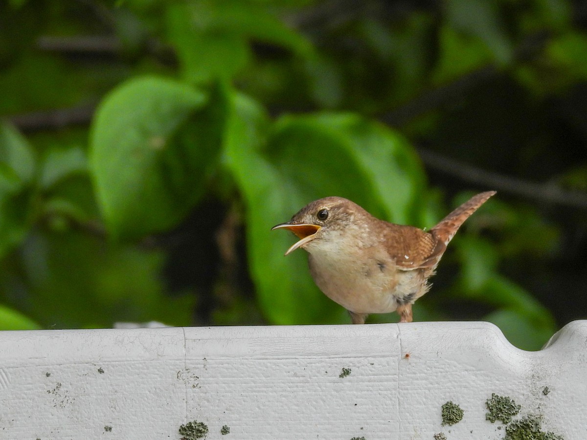 House Wren - ML621067589