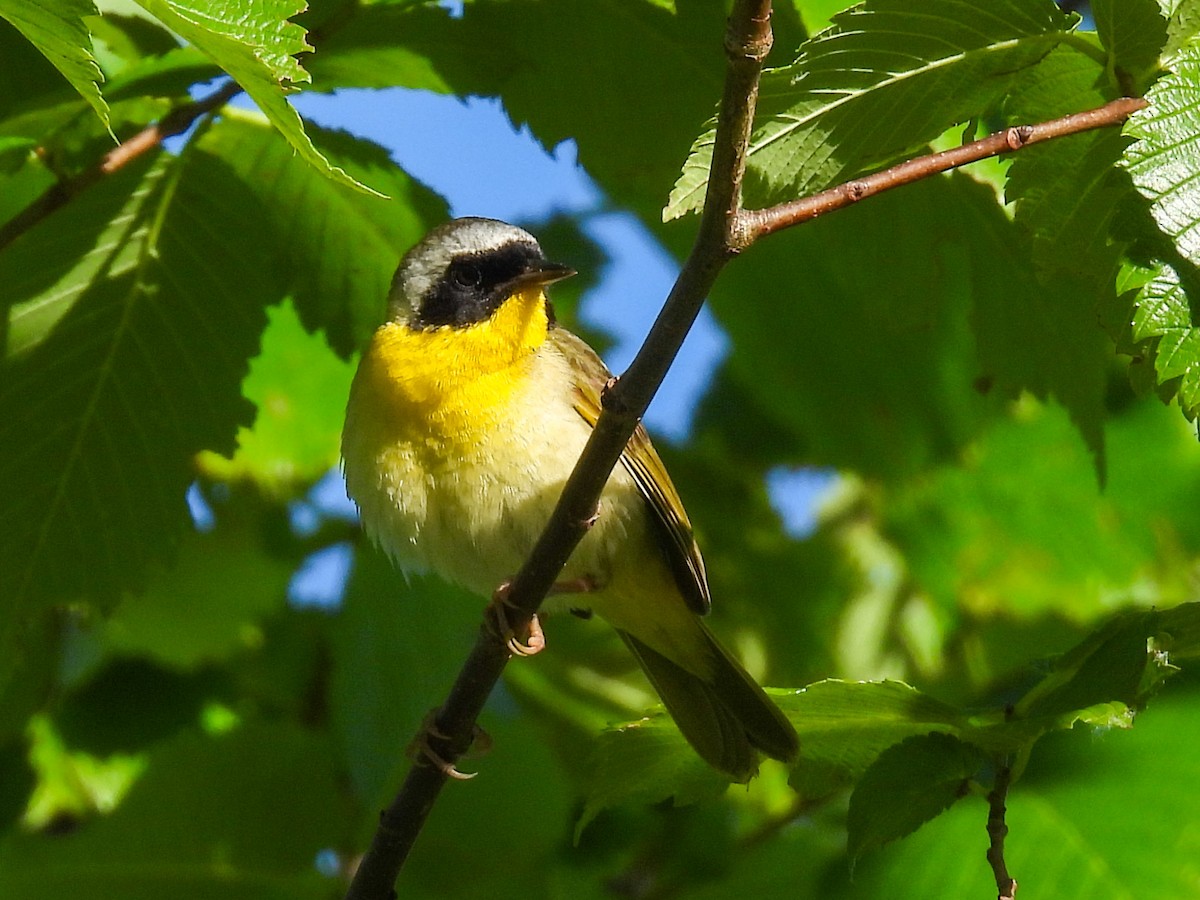 Weidengelbkehlchen - ML621067598