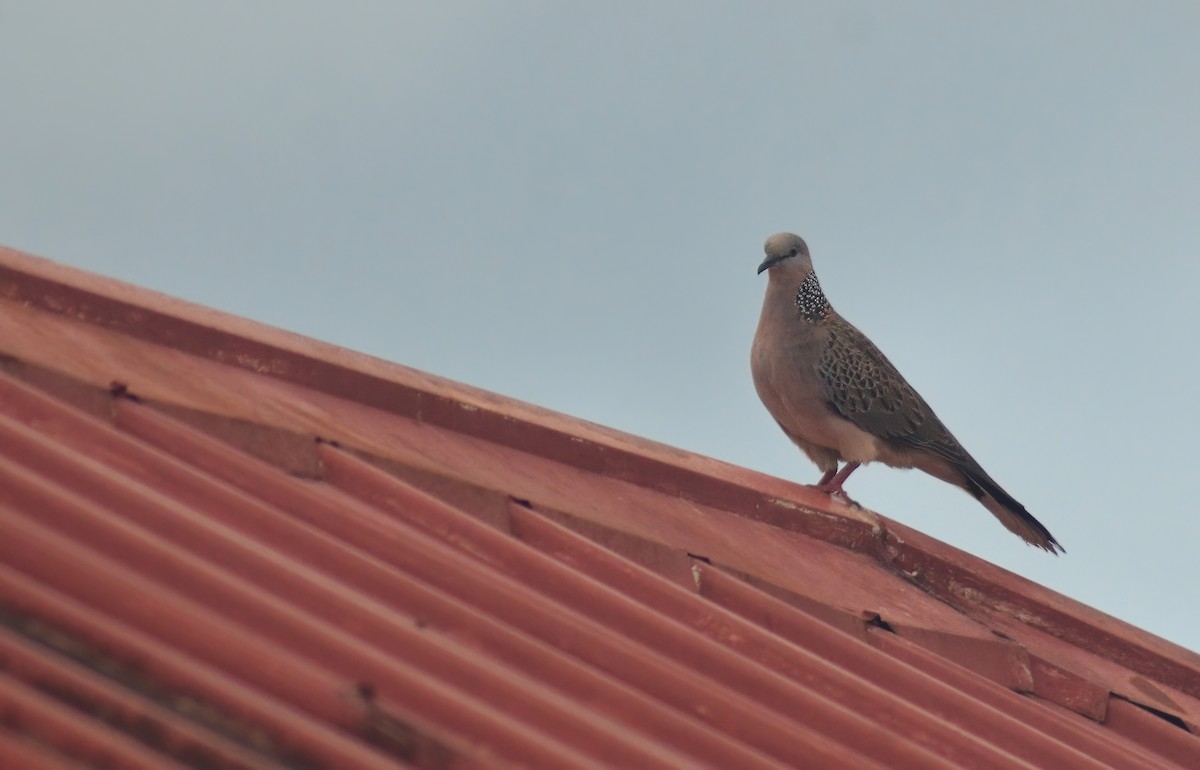 Spotted Dove - ML621067604
