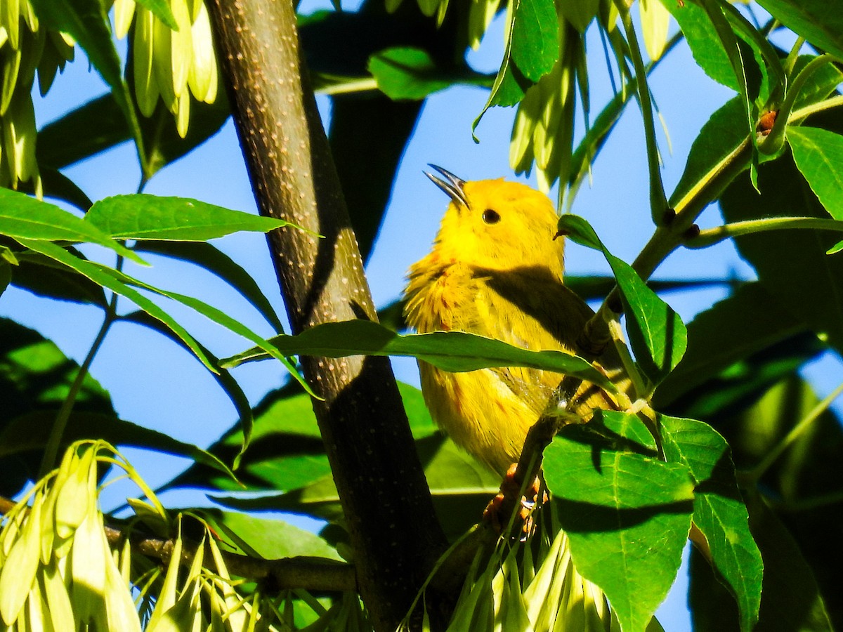 Goldwaldsänger - ML621067628