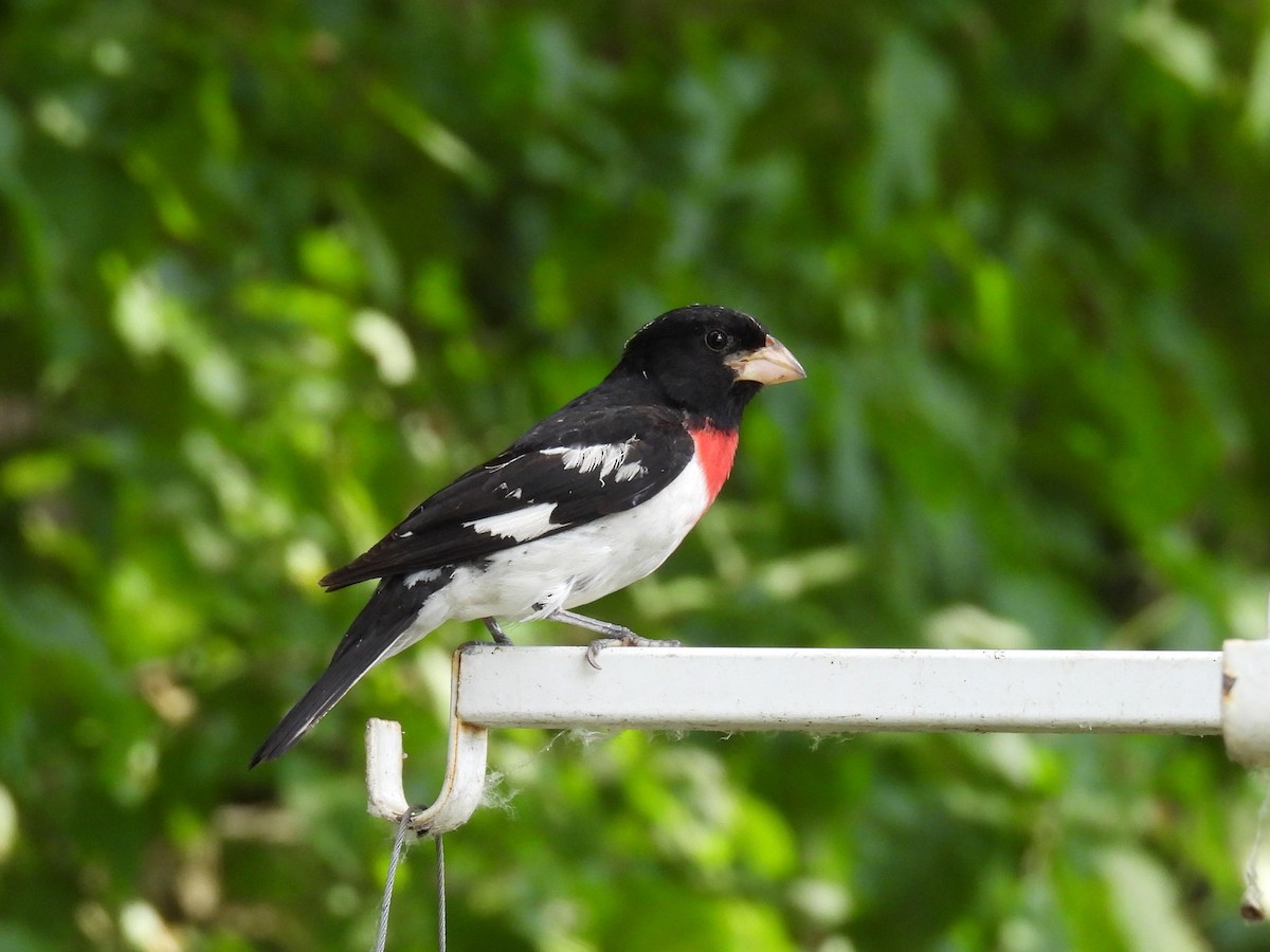 Rose-breasted Grosbeak - ML621067637