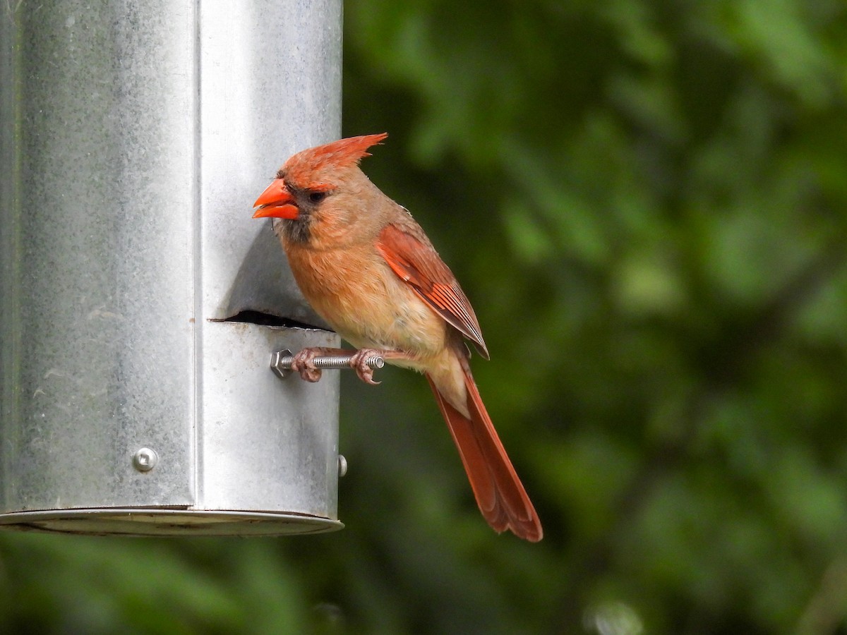 Cardinal rouge - ML621067643