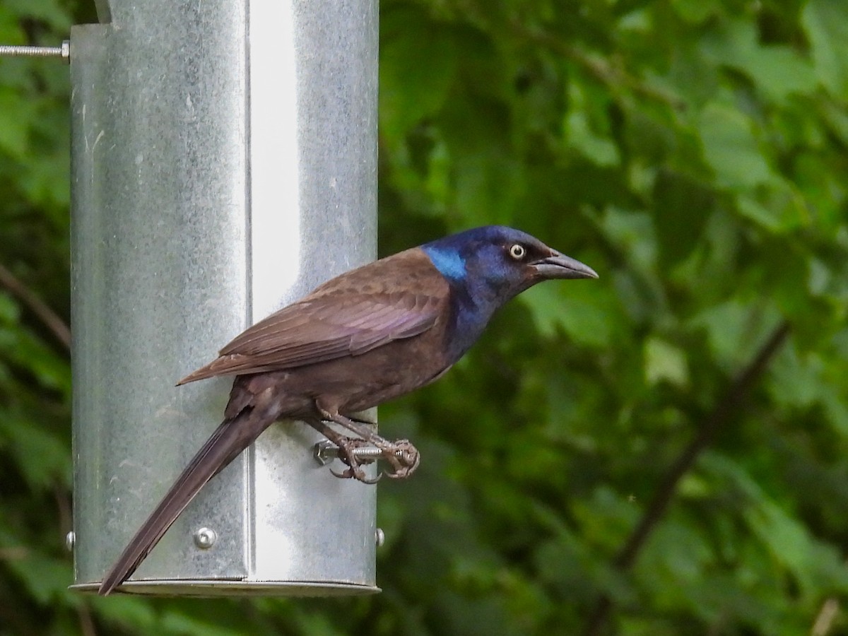 Common Grackle - ML621067665