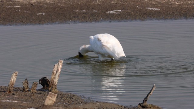 Black-faced Spoonbill - ML621067666