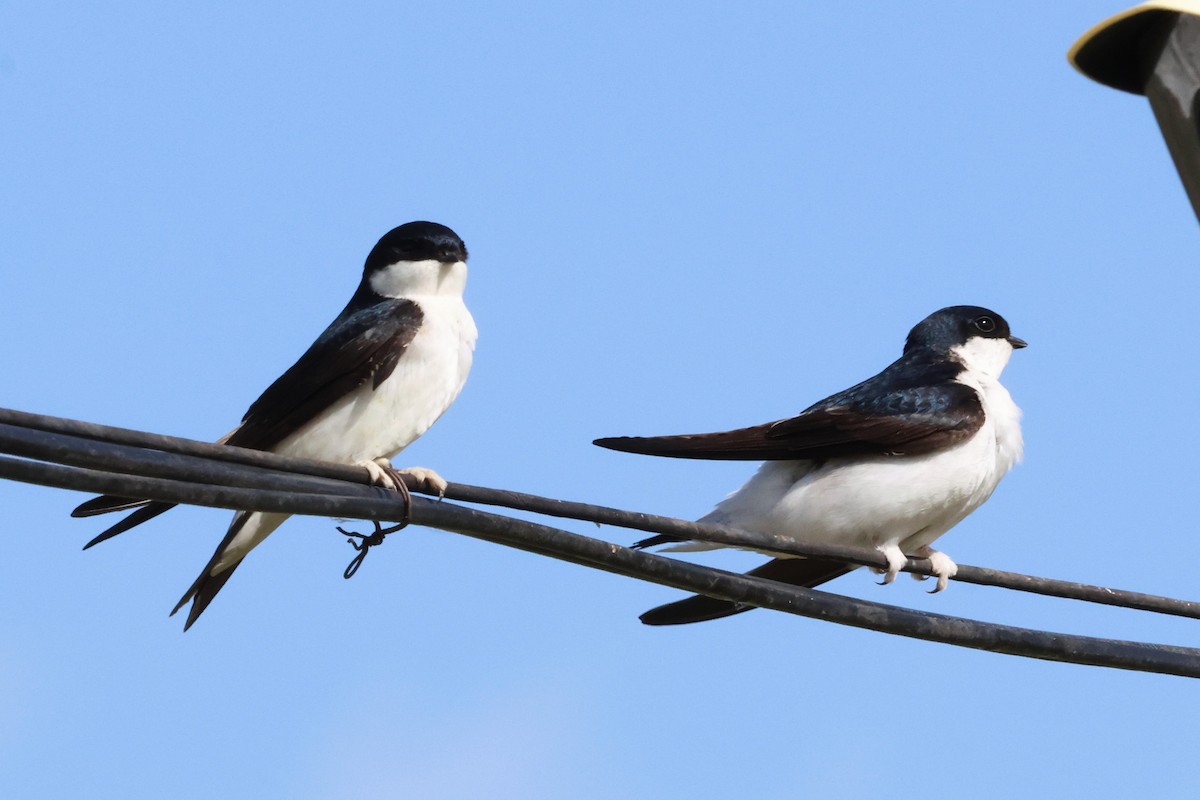 Siberian House-Martin - Mei-Luan Wang