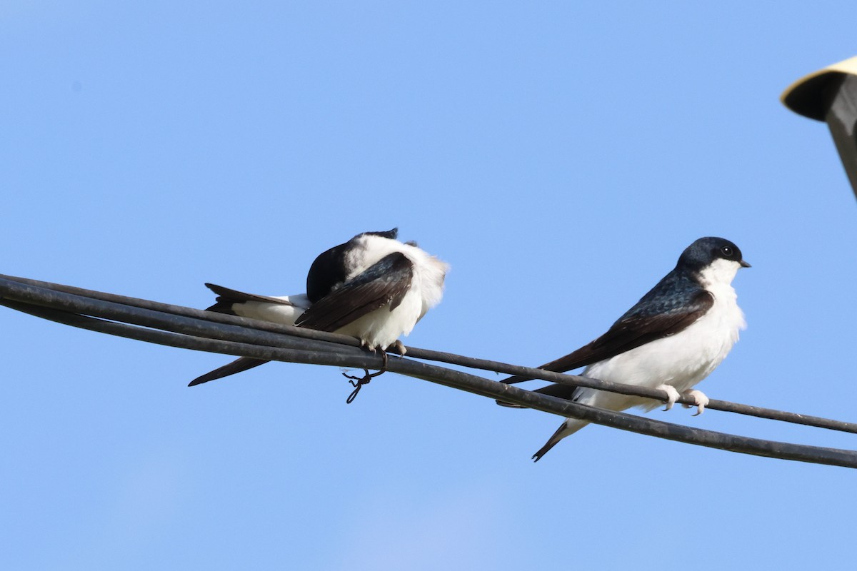 Siberian House-Martin - ML621067694