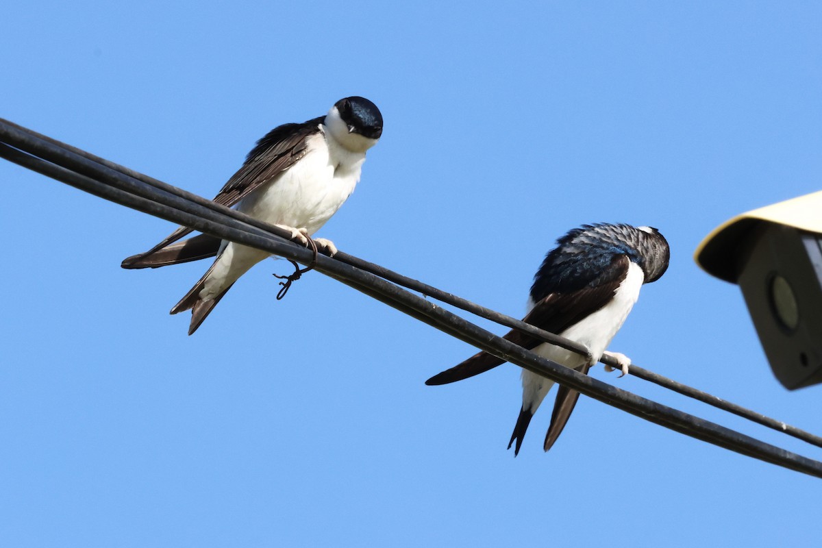 Siberian House-Martin - ML621067695