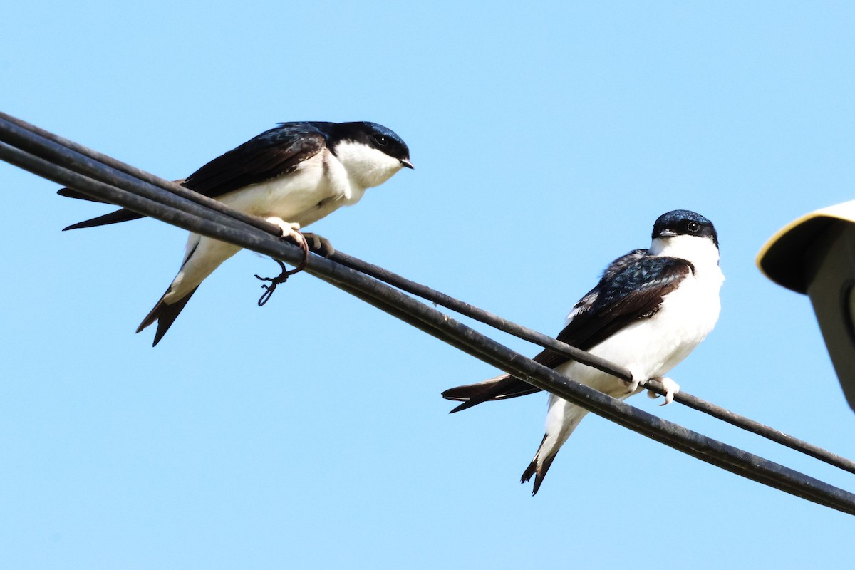 Siberian House-Martin - ML621067698