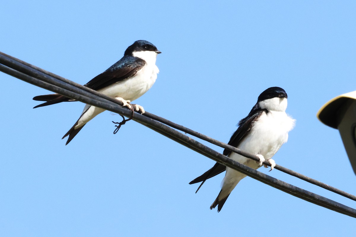 Siberian House-Martin - ML621067700