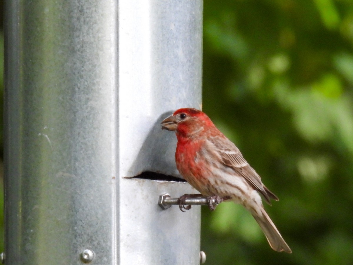 House Finch - ML621067710