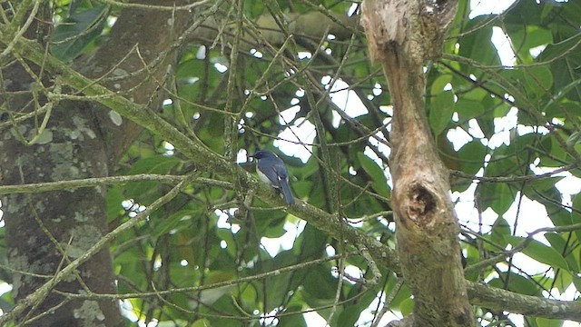 Tickell's Blue Flycatcher - ML621067711