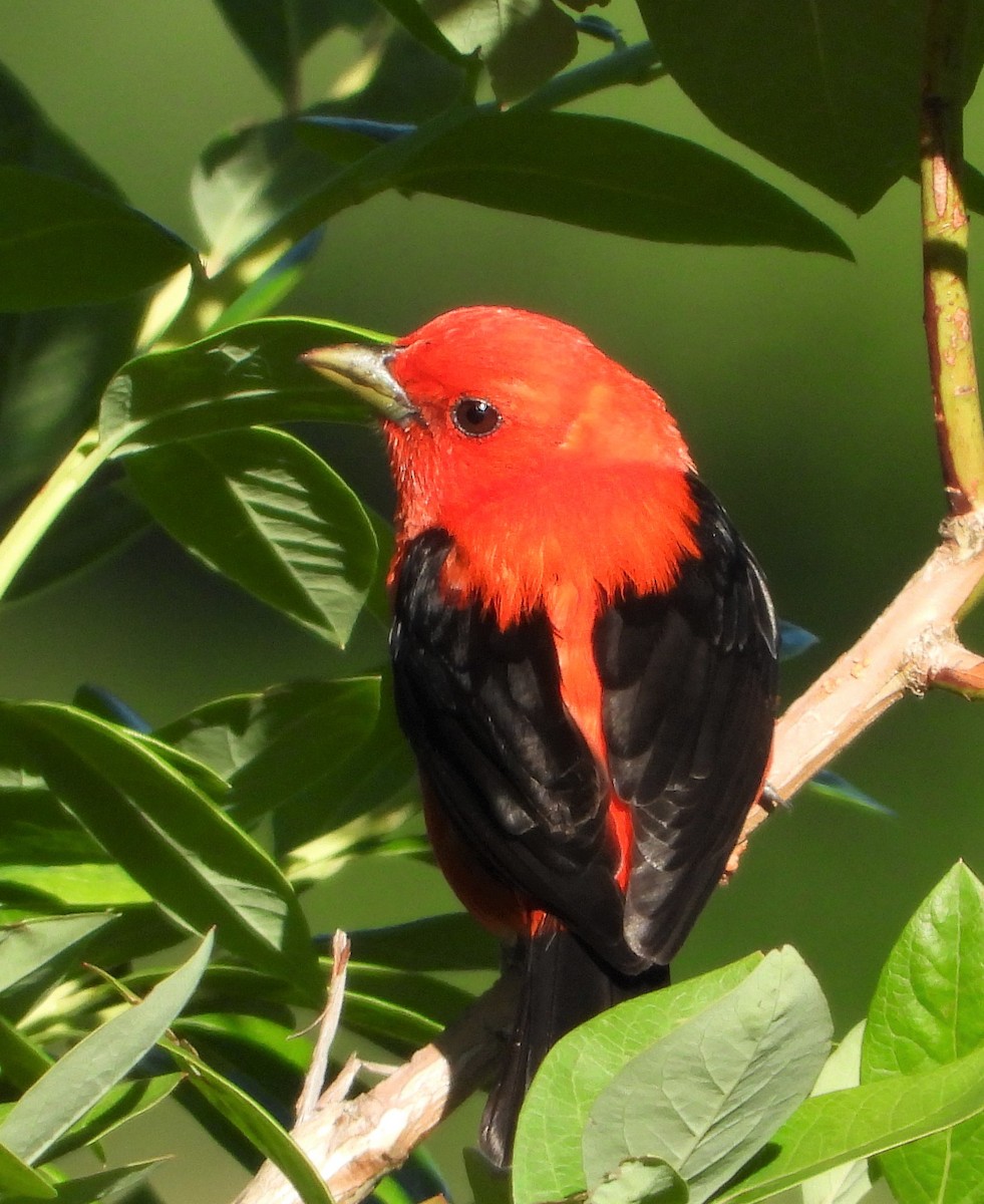 Scarlet Tanager - ML621067735