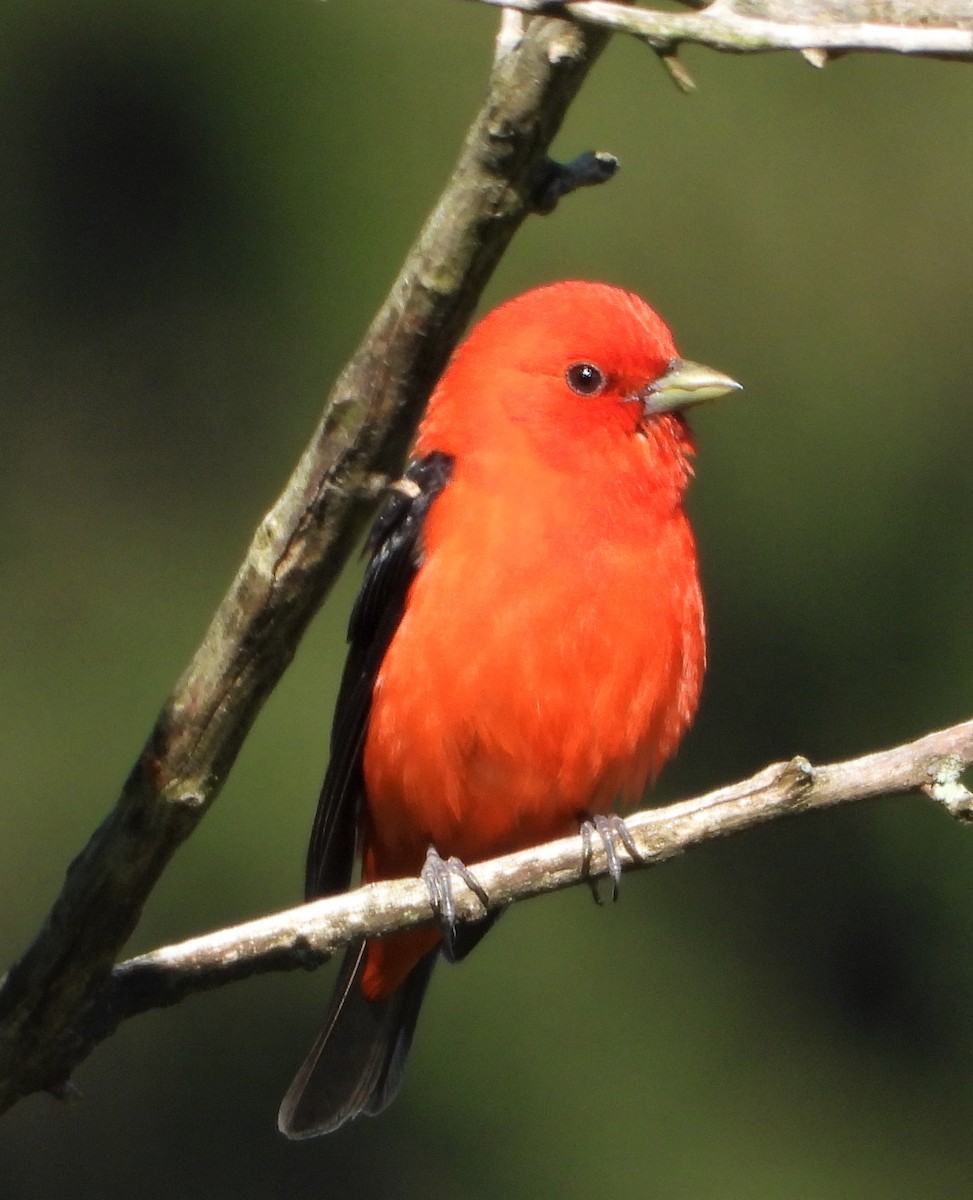 Scarlet Tanager - ML621067736
