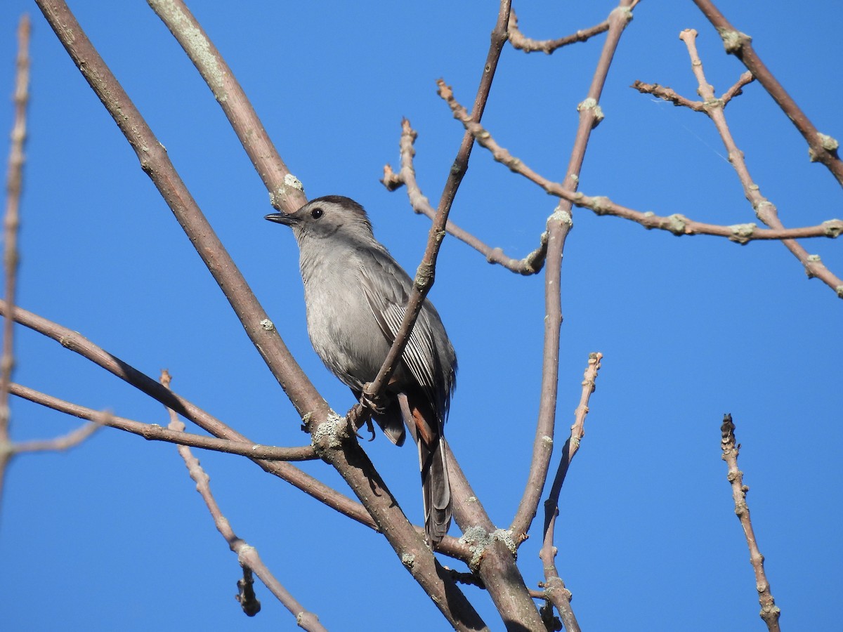 Gray Catbird - Noella Beaudoin