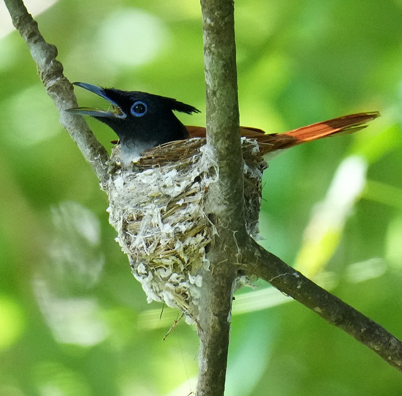 Indian Paradise-Flycatcher - ML621067757