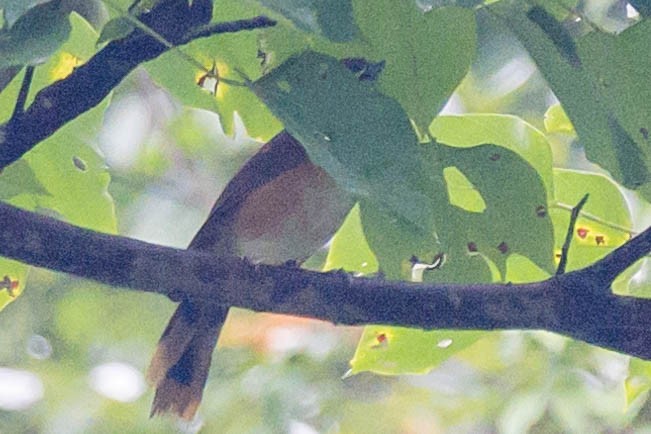 Lesser Necklaced Laughingthrush - ML621067759