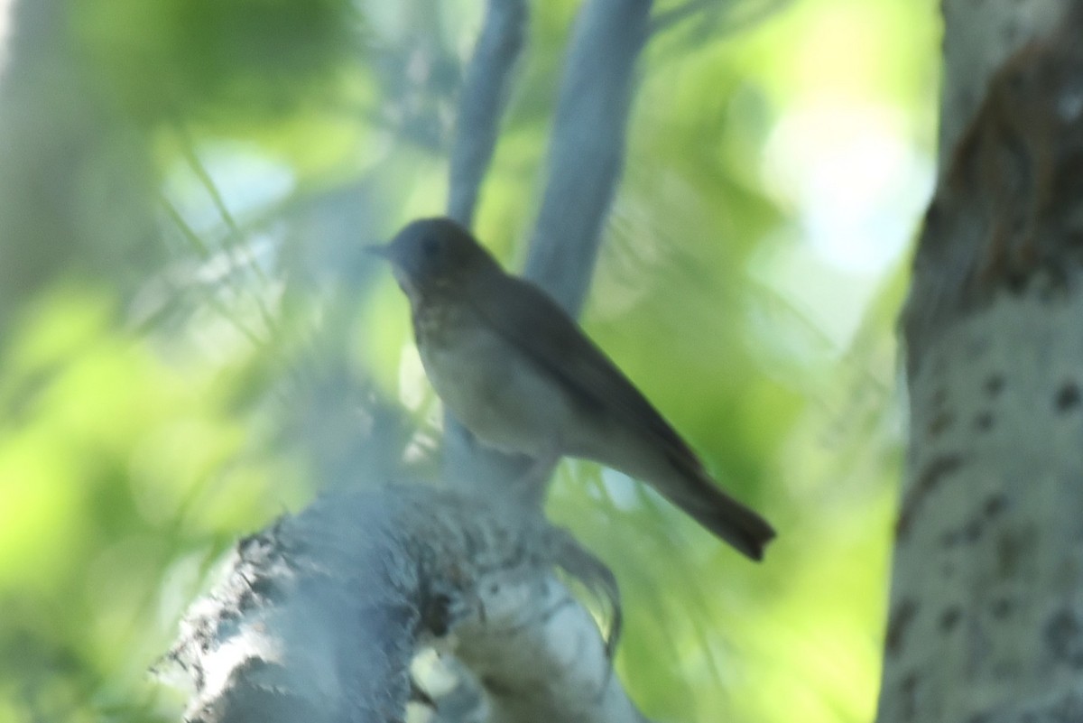 Veery - ML621067774