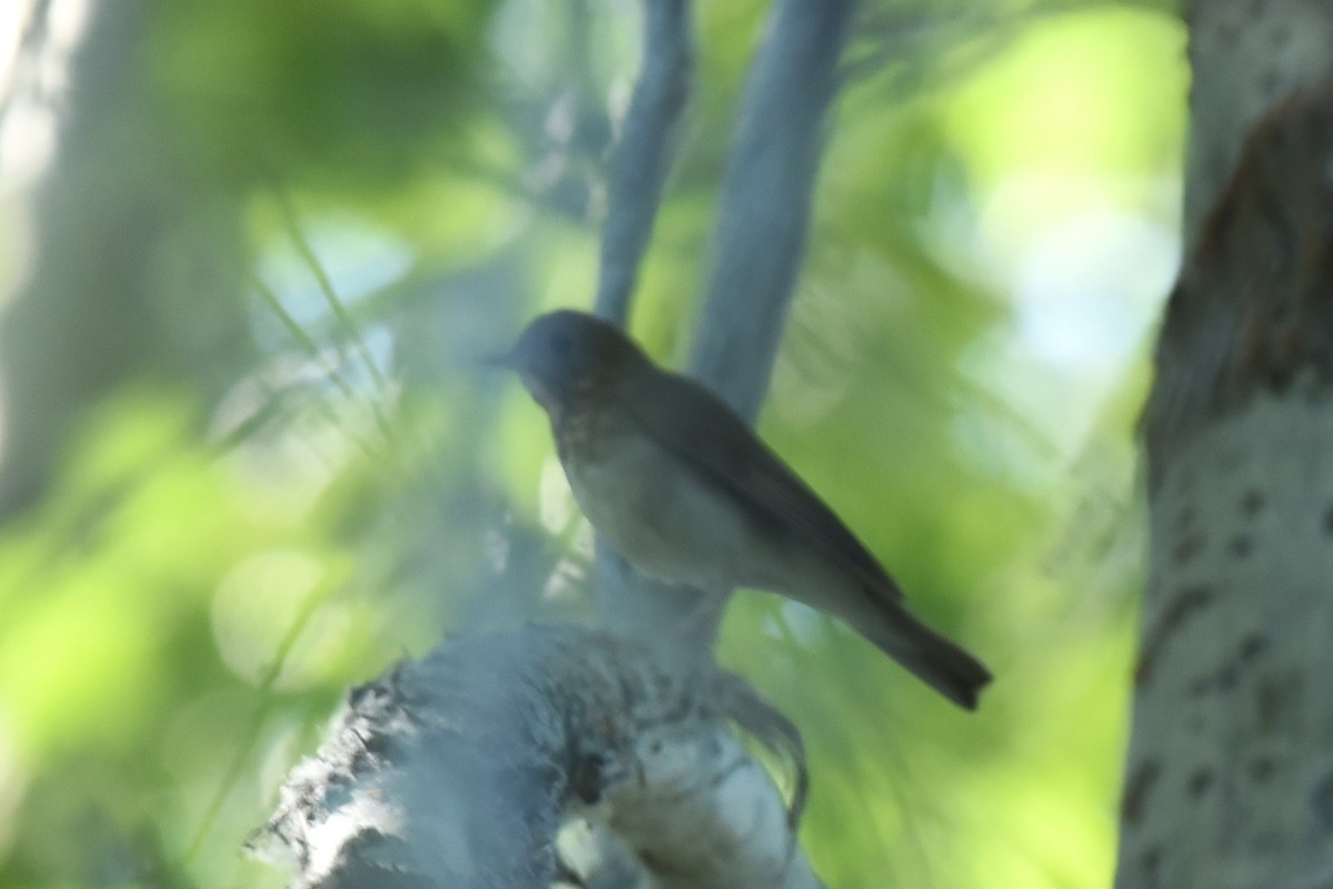 Veery - ML621067775