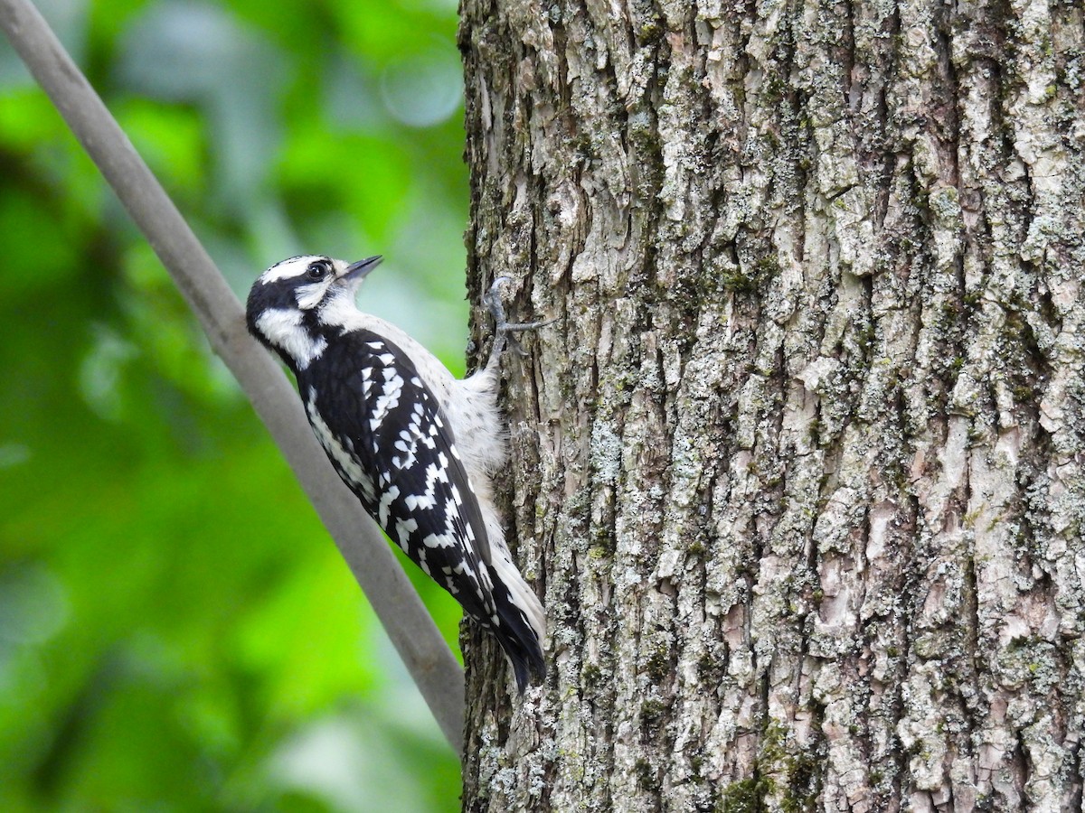 Downy Woodpecker - ML621067808