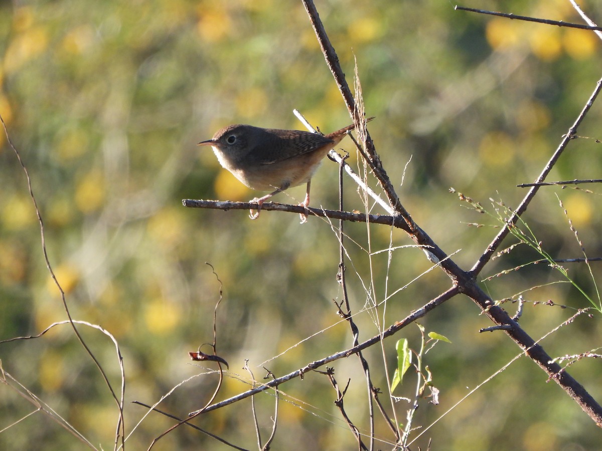 House Wren - ML621067814