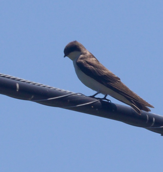 Northern Rough-winged Swallow - ML621067846