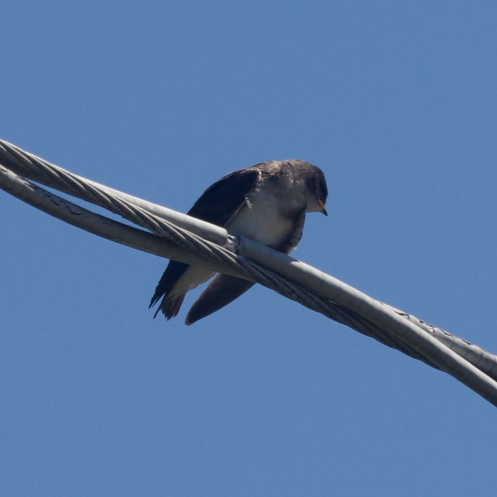 Northern Rough-winged Swallow - ML621067847