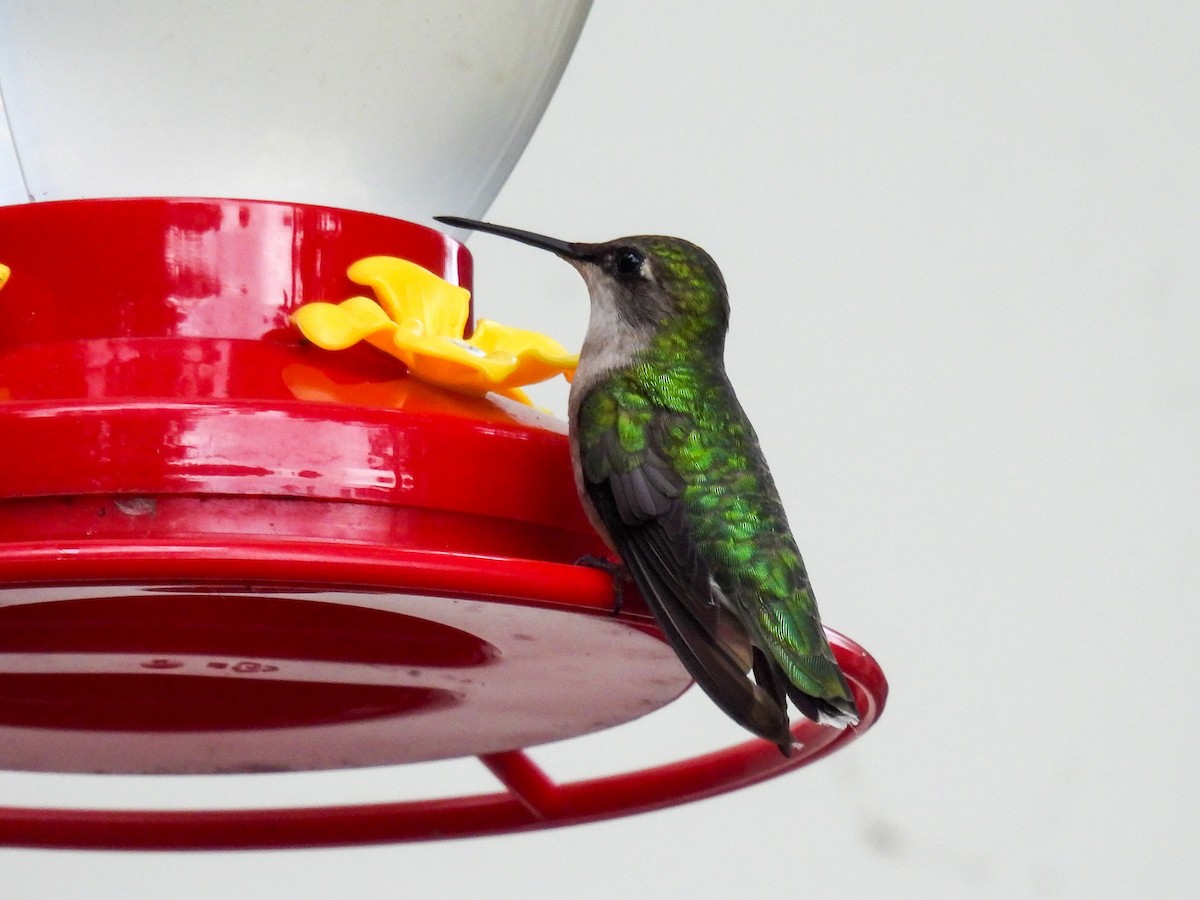 Ruby-throated Hummingbird - ML621067848