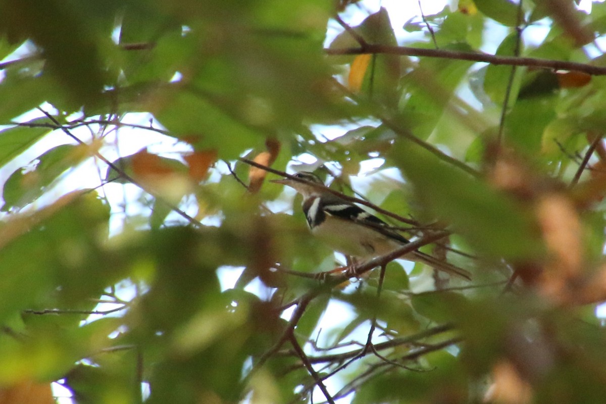 Forest Wagtail - ML621067861