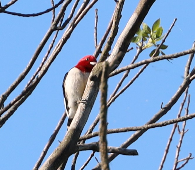 Red-headed Woodpecker - Birch D