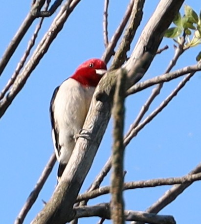 Red-headed Woodpecker - ML621067863