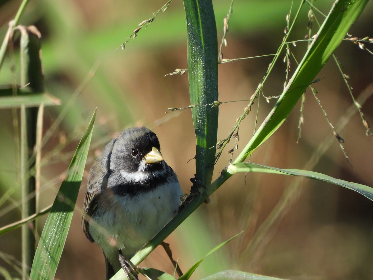 Double-collared Seedeater - ML621067865