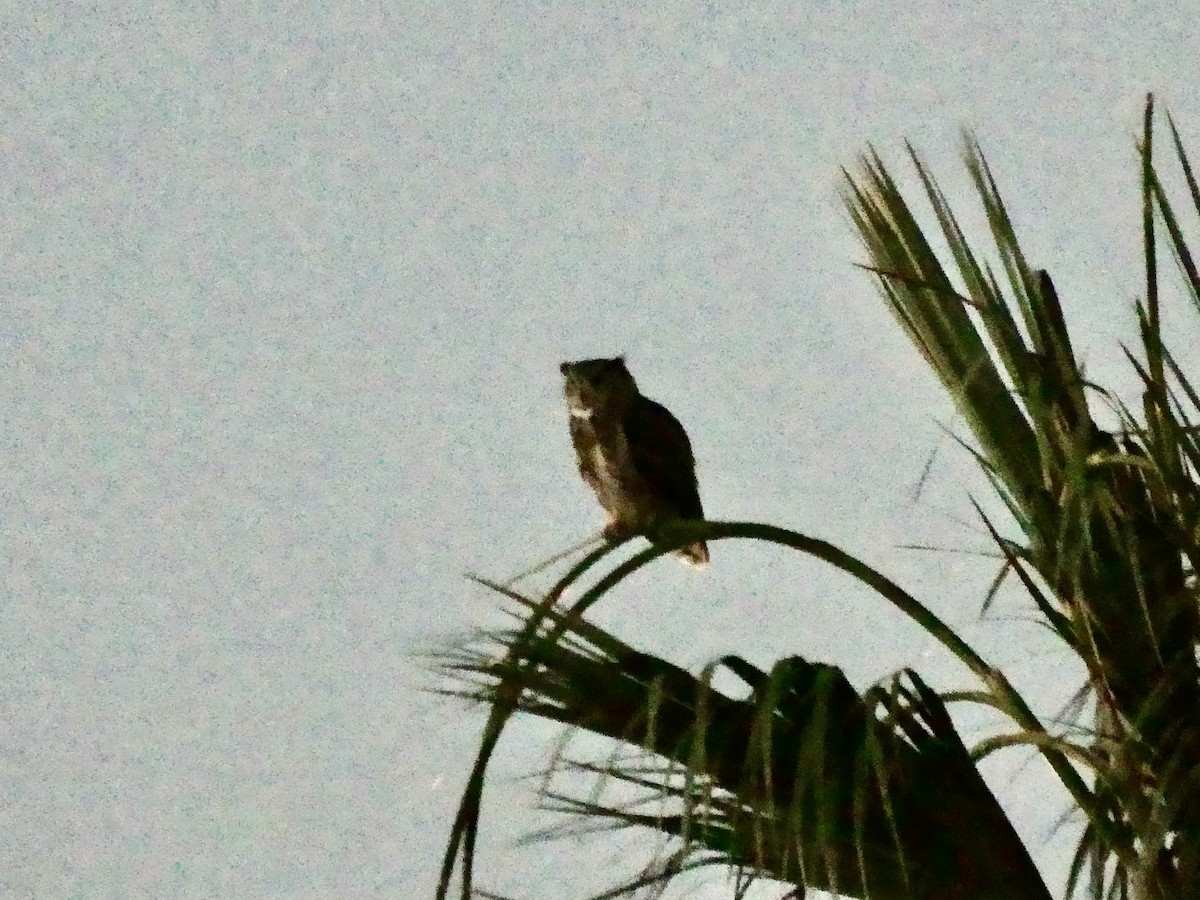 Great Horned Owl - ML621067869