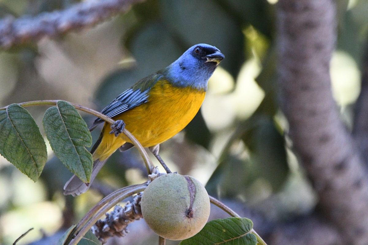 Blue-and-yellow Tanager - ML621067875