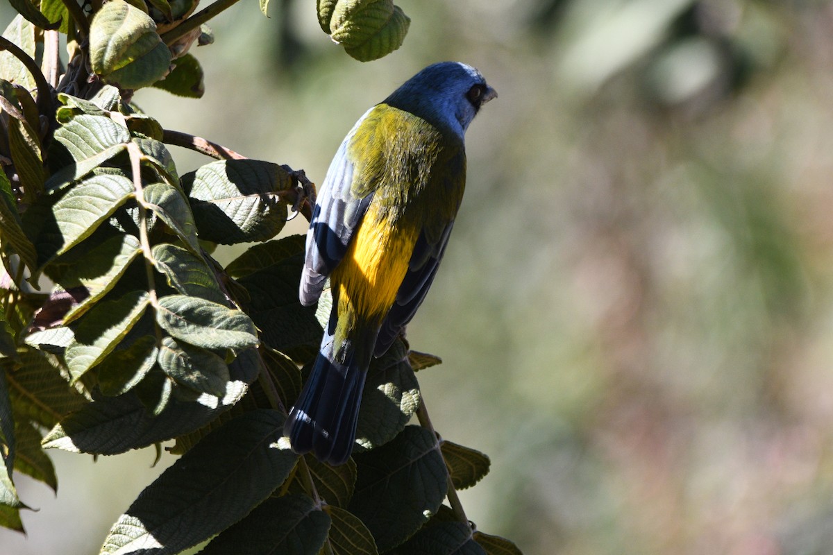 Blue-and-yellow Tanager - ML621067887